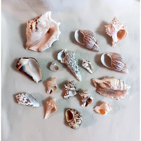Lot of 16 various shells - crafts, bathroom, aquarium - Lot A - Picture 2 of 4